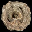 Flower-Like Sandstone Concretion - Pseudo Stromatolite #62200-1